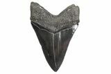 Serrated, Fossil Megalodon Tooth - South Carolina #299730-2